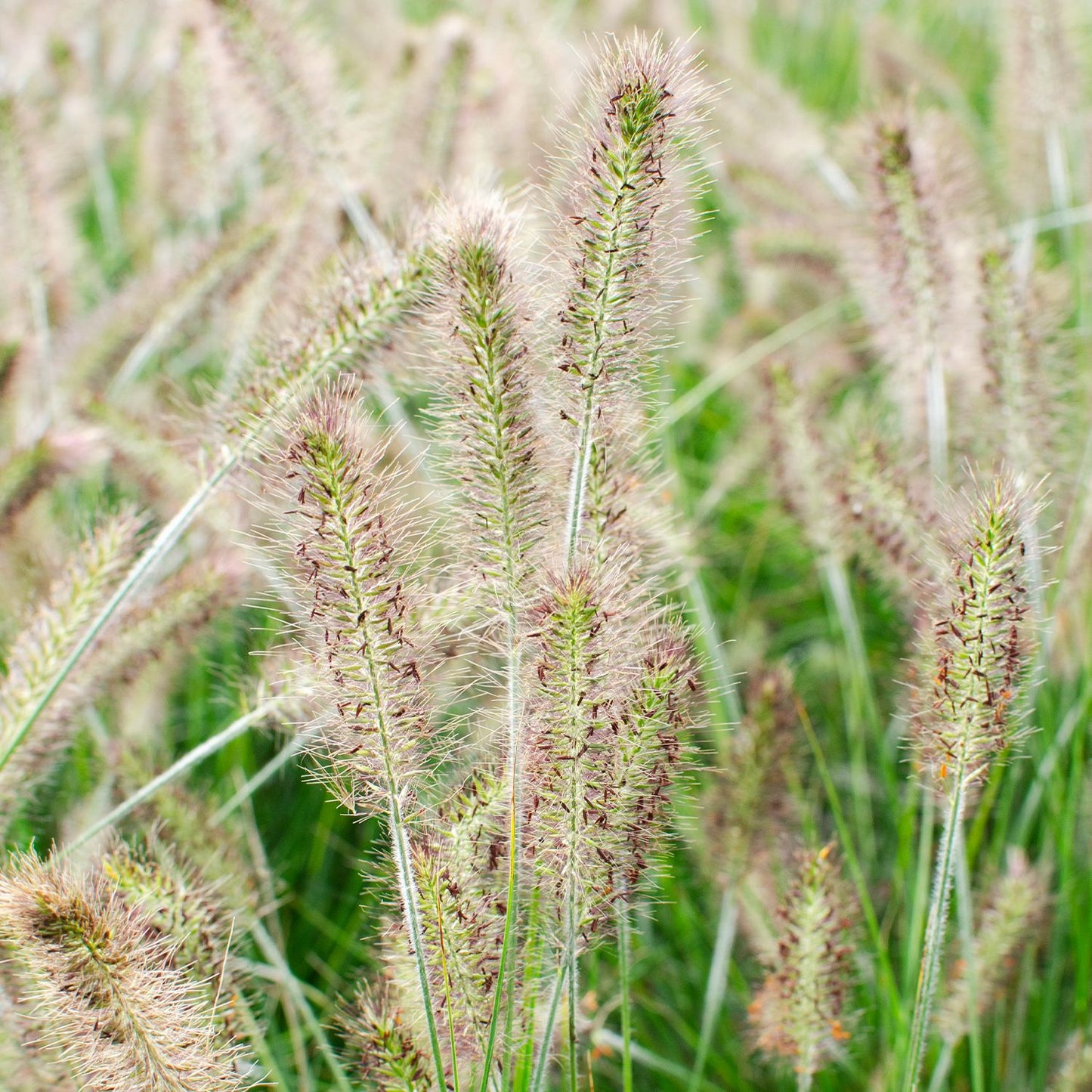 Pennisetum alopecuroides Hameln
