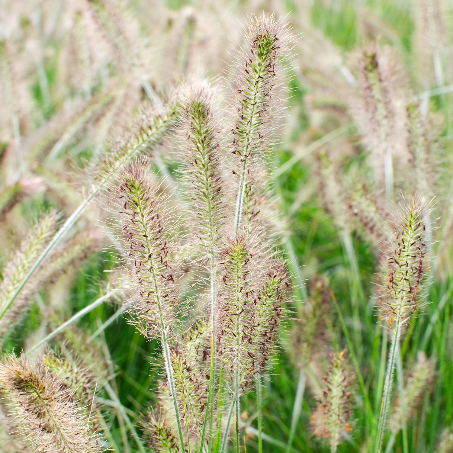 Pennisetum alopecuroides Hameln