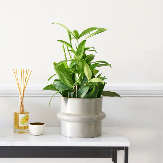 Dracaena surculosa