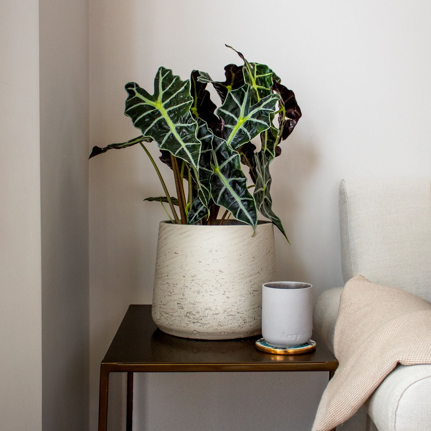 Alocasia Amazonica