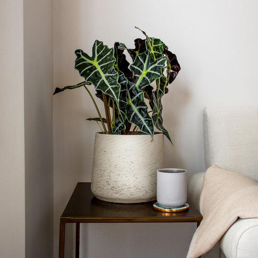 Alocasia Amazonica