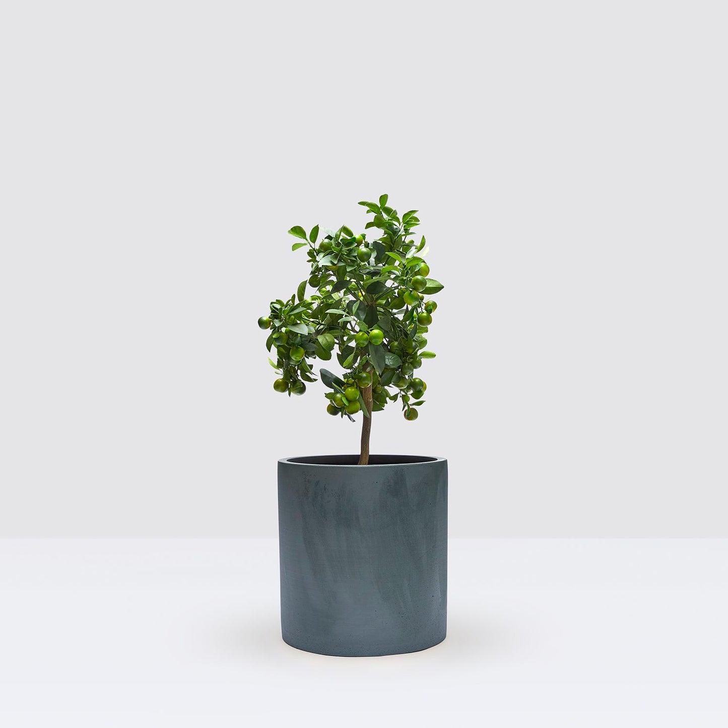Citrus calamondin