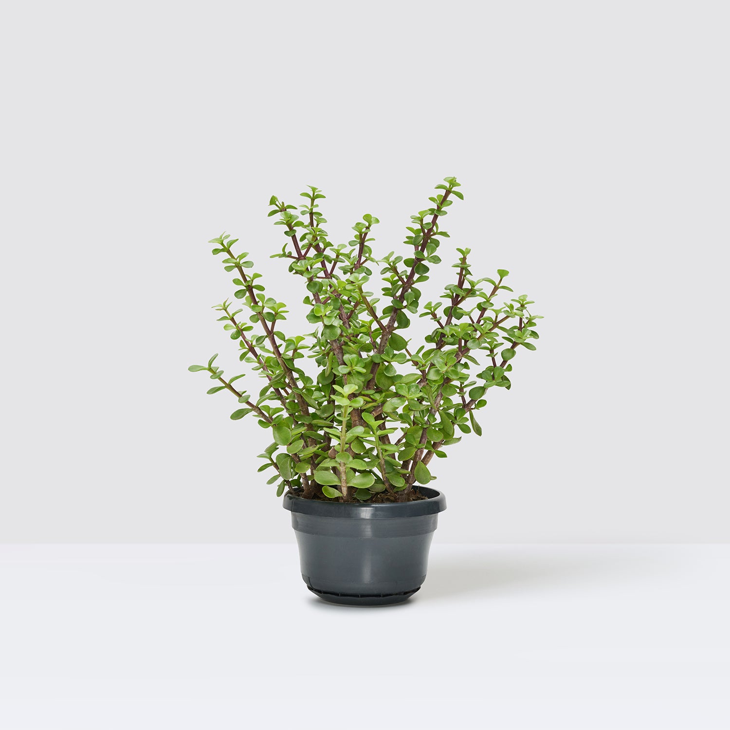 Portulacaria afra | Patch Plants