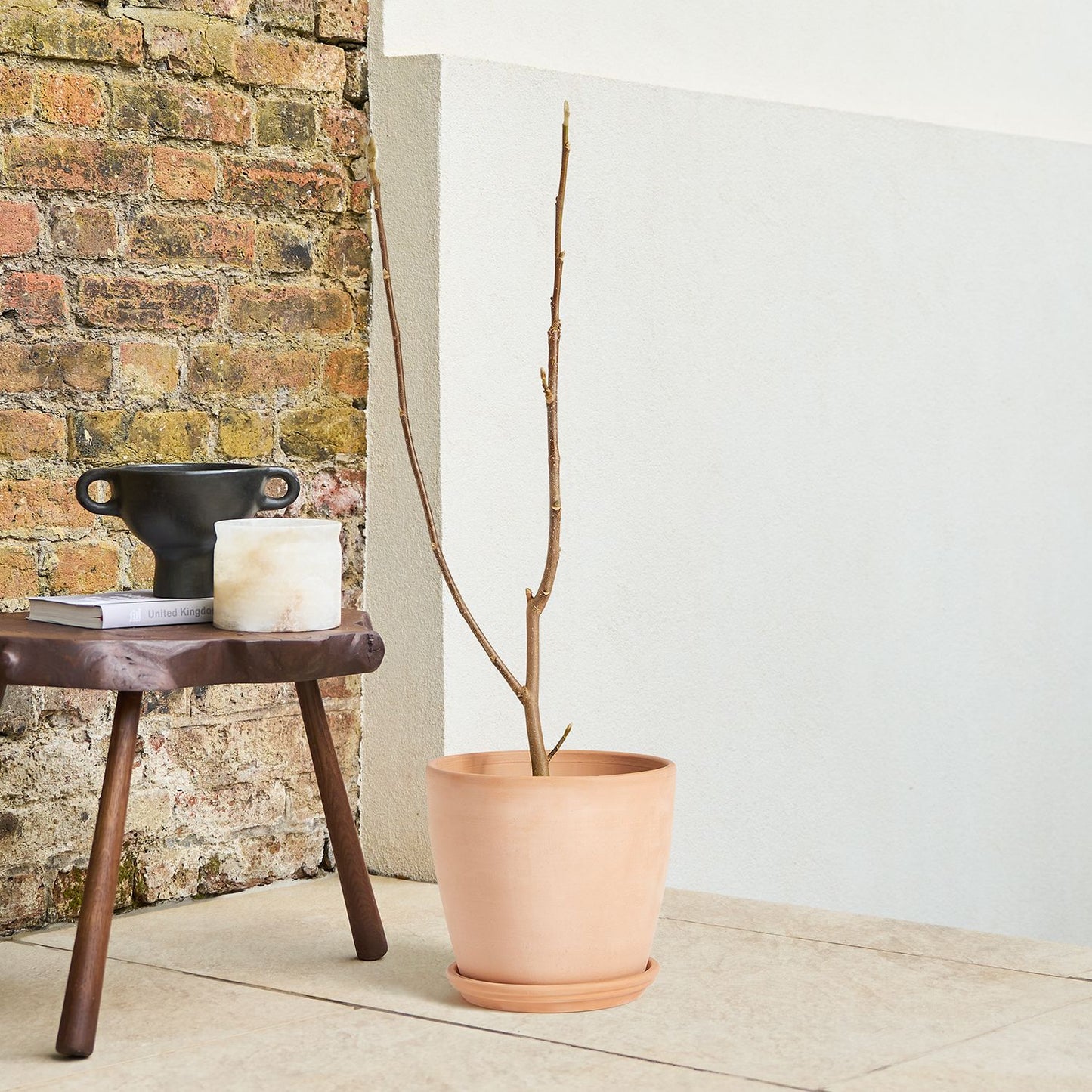 Magnolia 'Black Tulip'