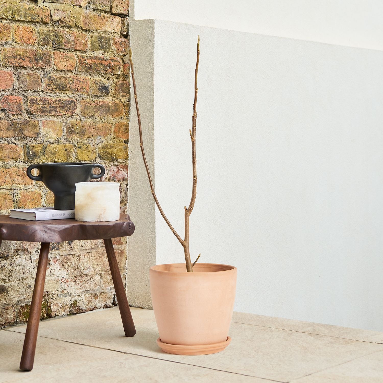 Magnolia 'Black Tulip'