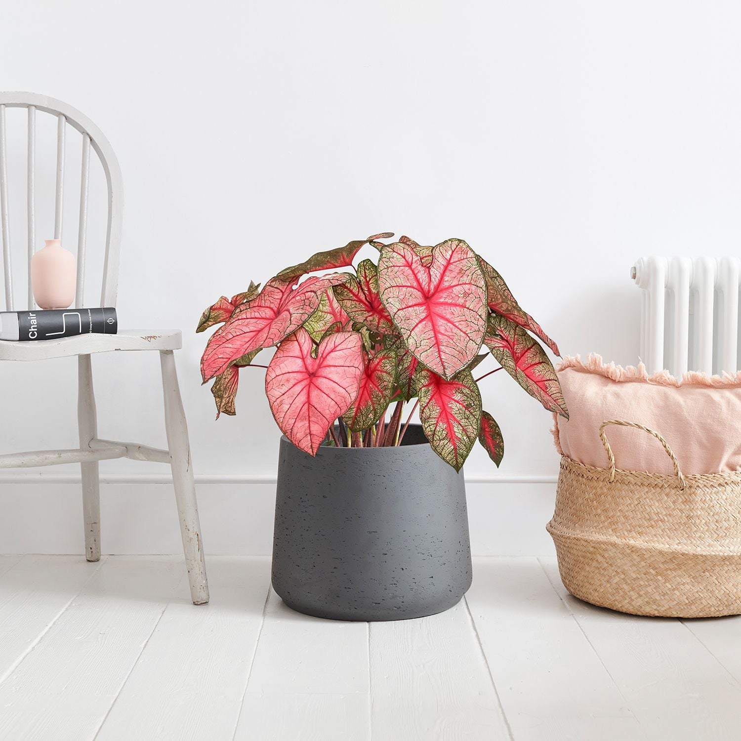 Caladium - Party punch