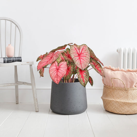 Caladium - Party punch