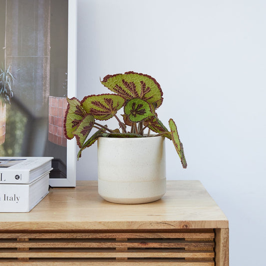 Iron cross begonia