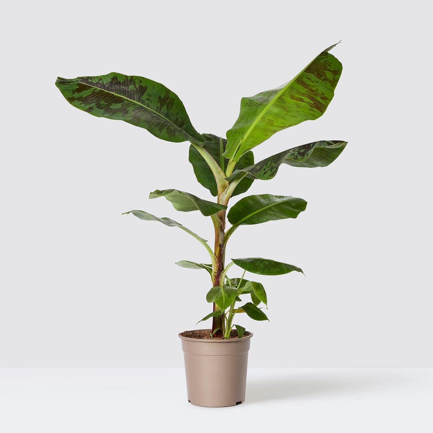 Musa