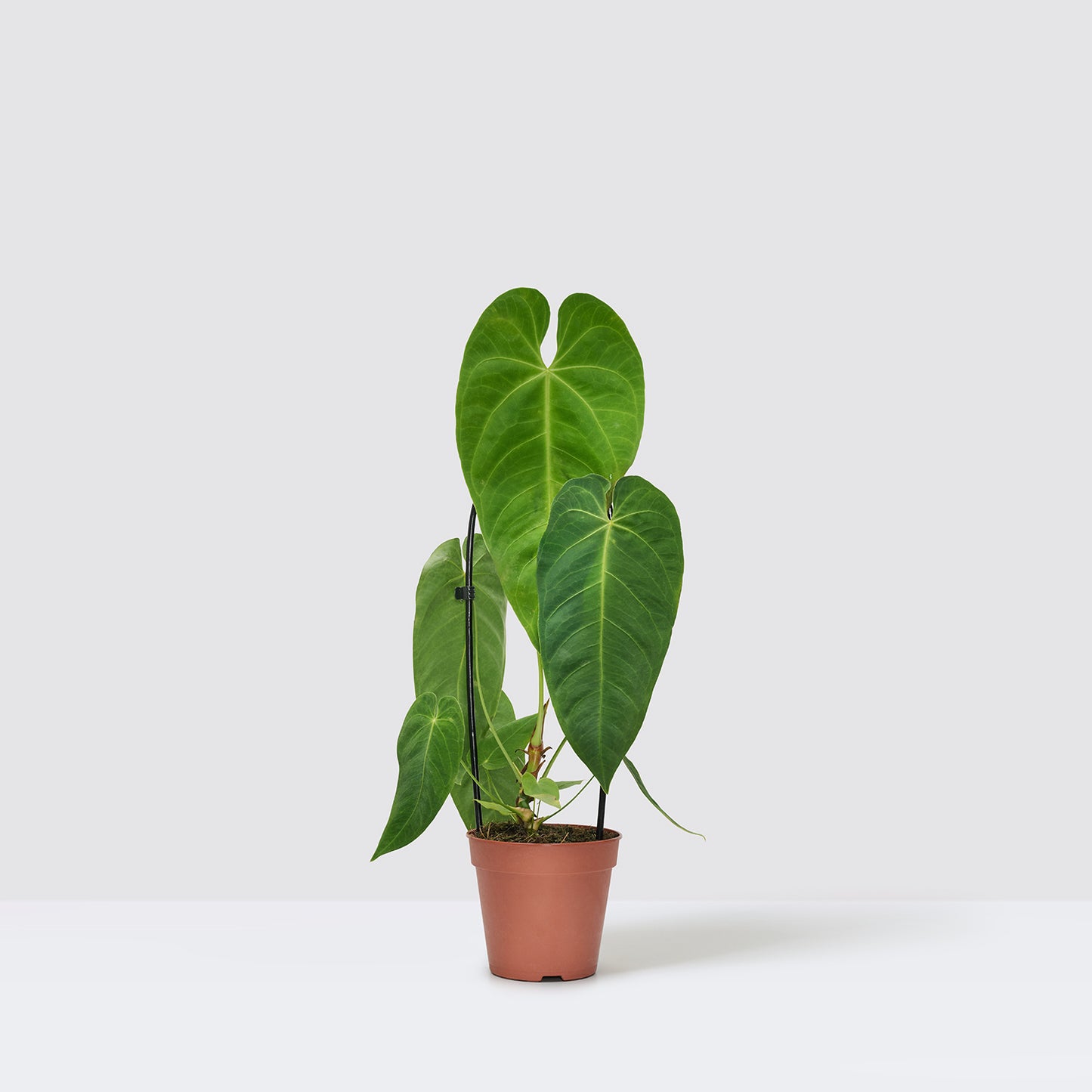 Anthurium queremalense | Patch Plants