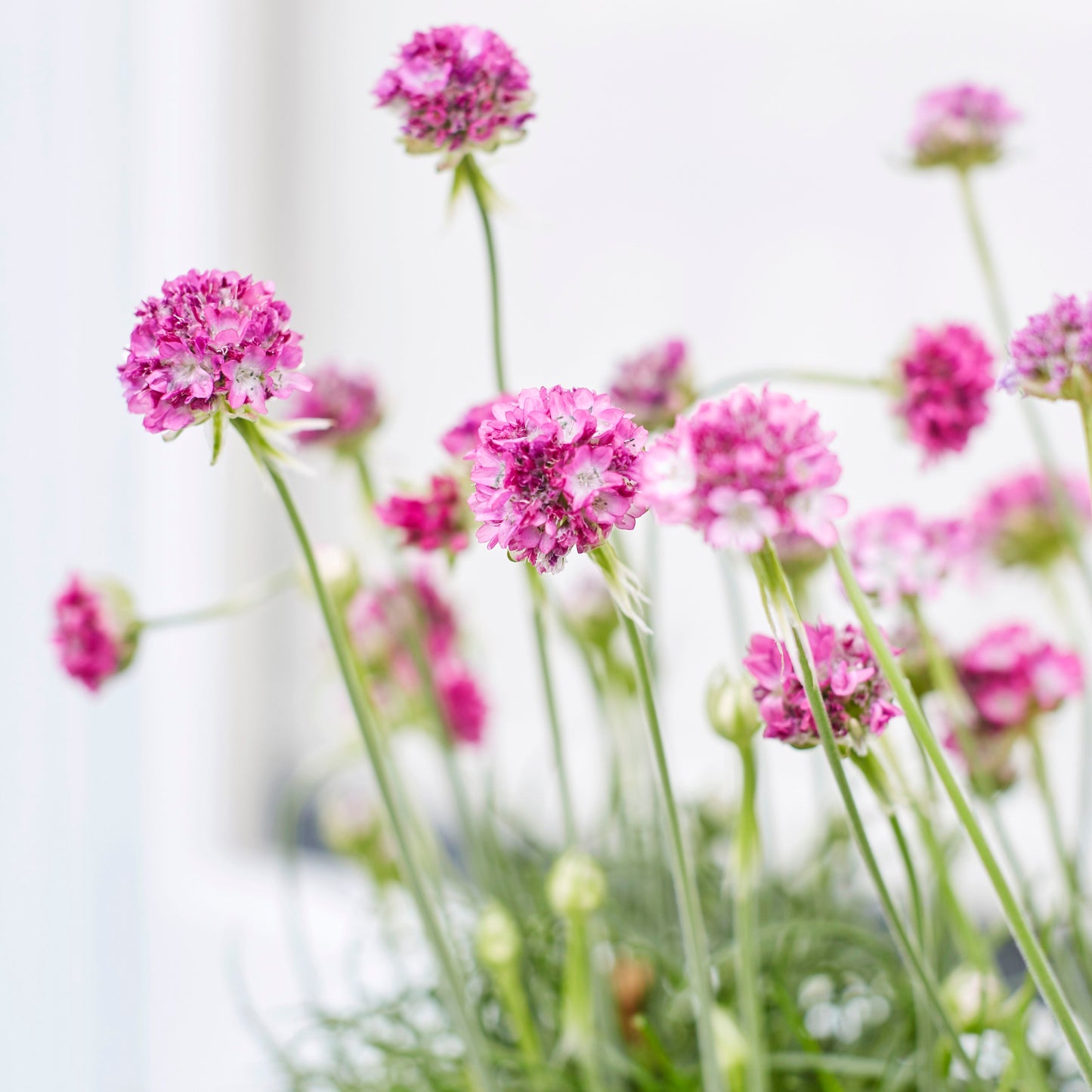 Armeria Maritima - Pink