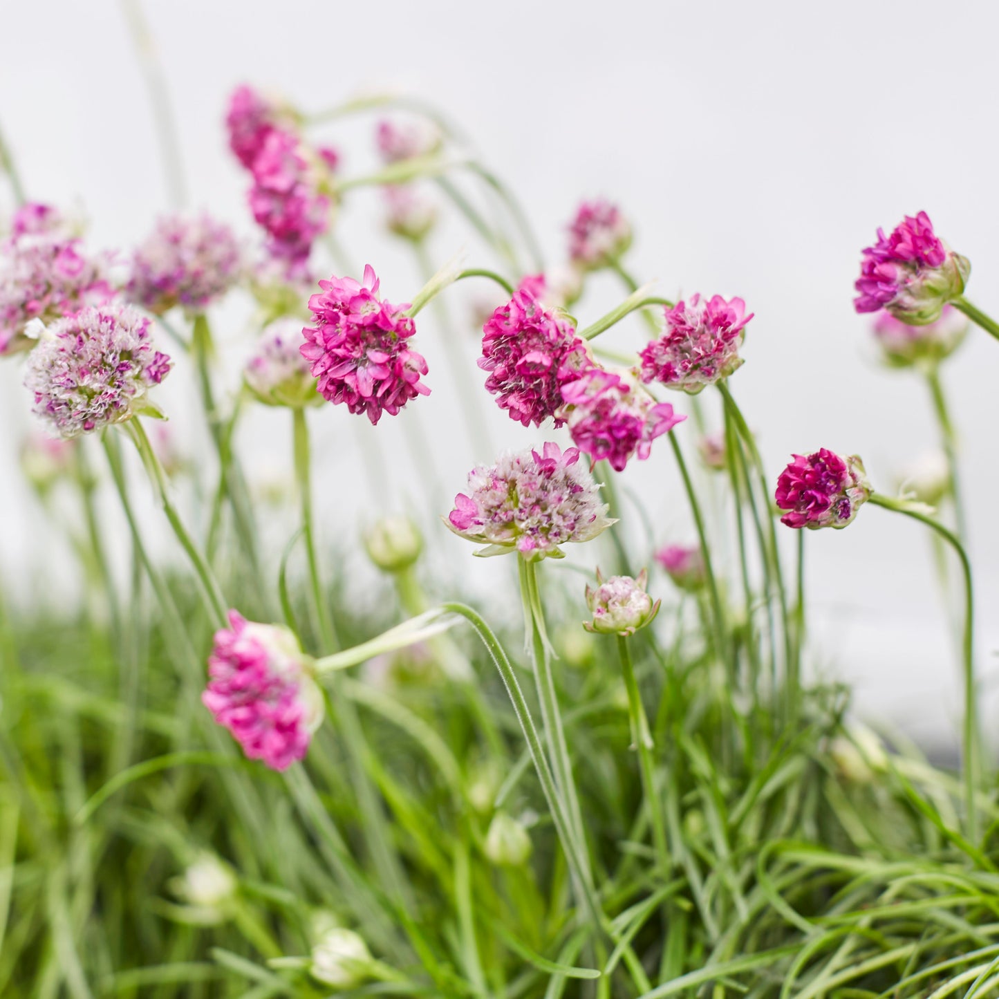 Armeria Maritima - Pink