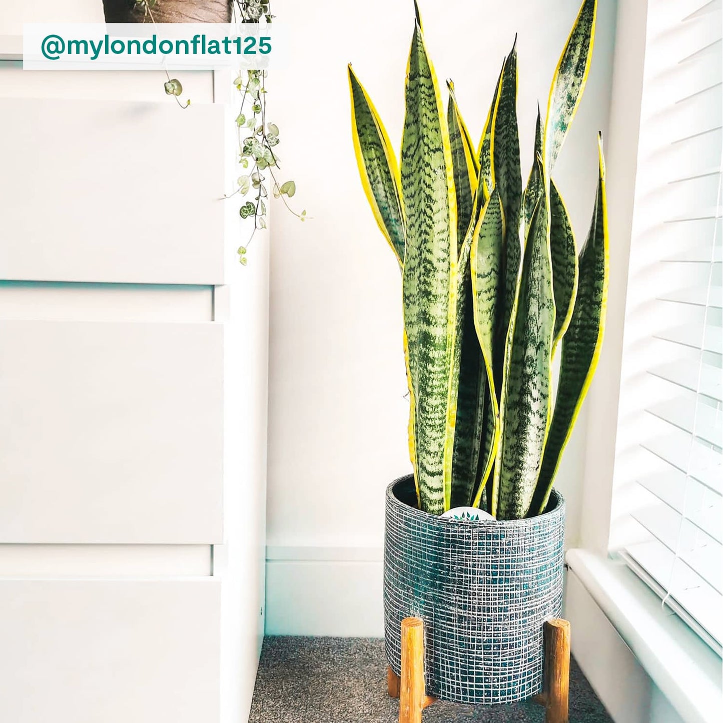 Snake Plant