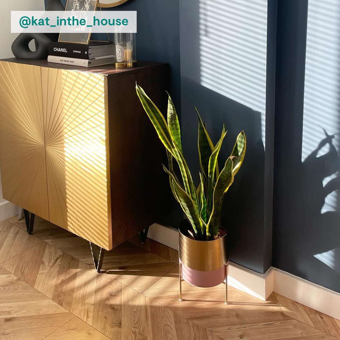 Snake Plant
