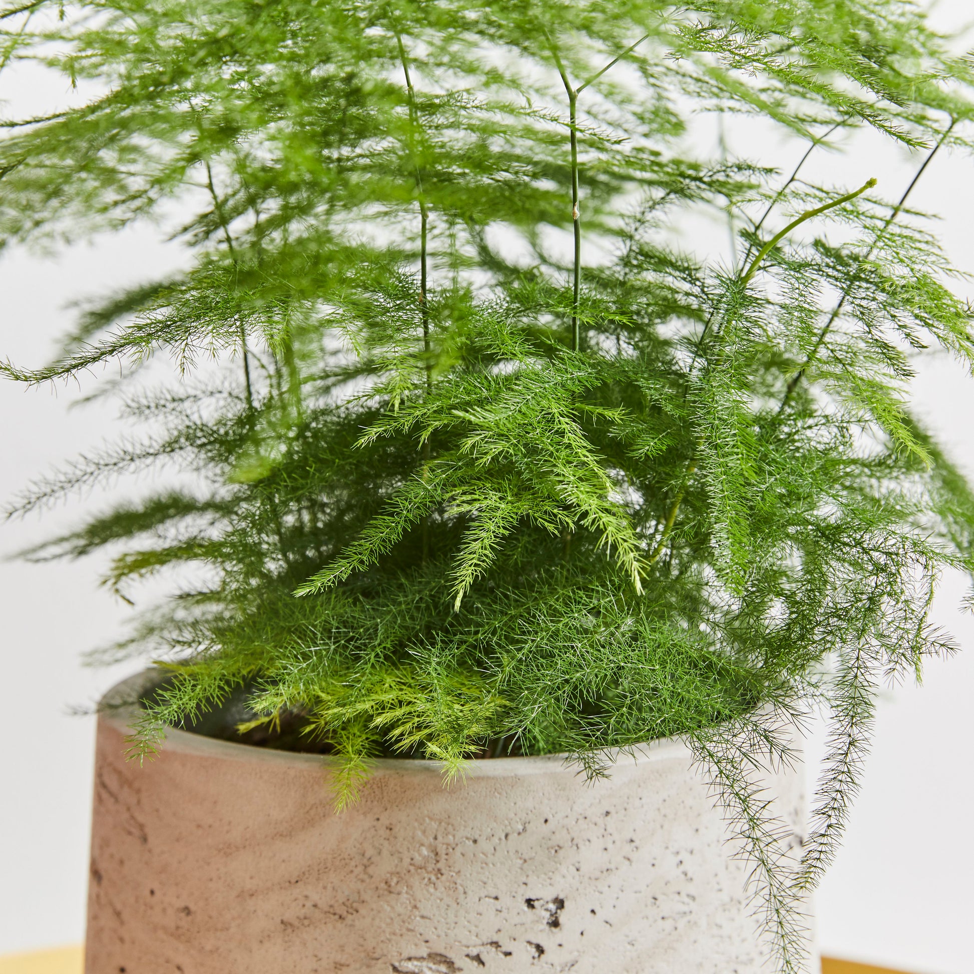 Asparagus Fern