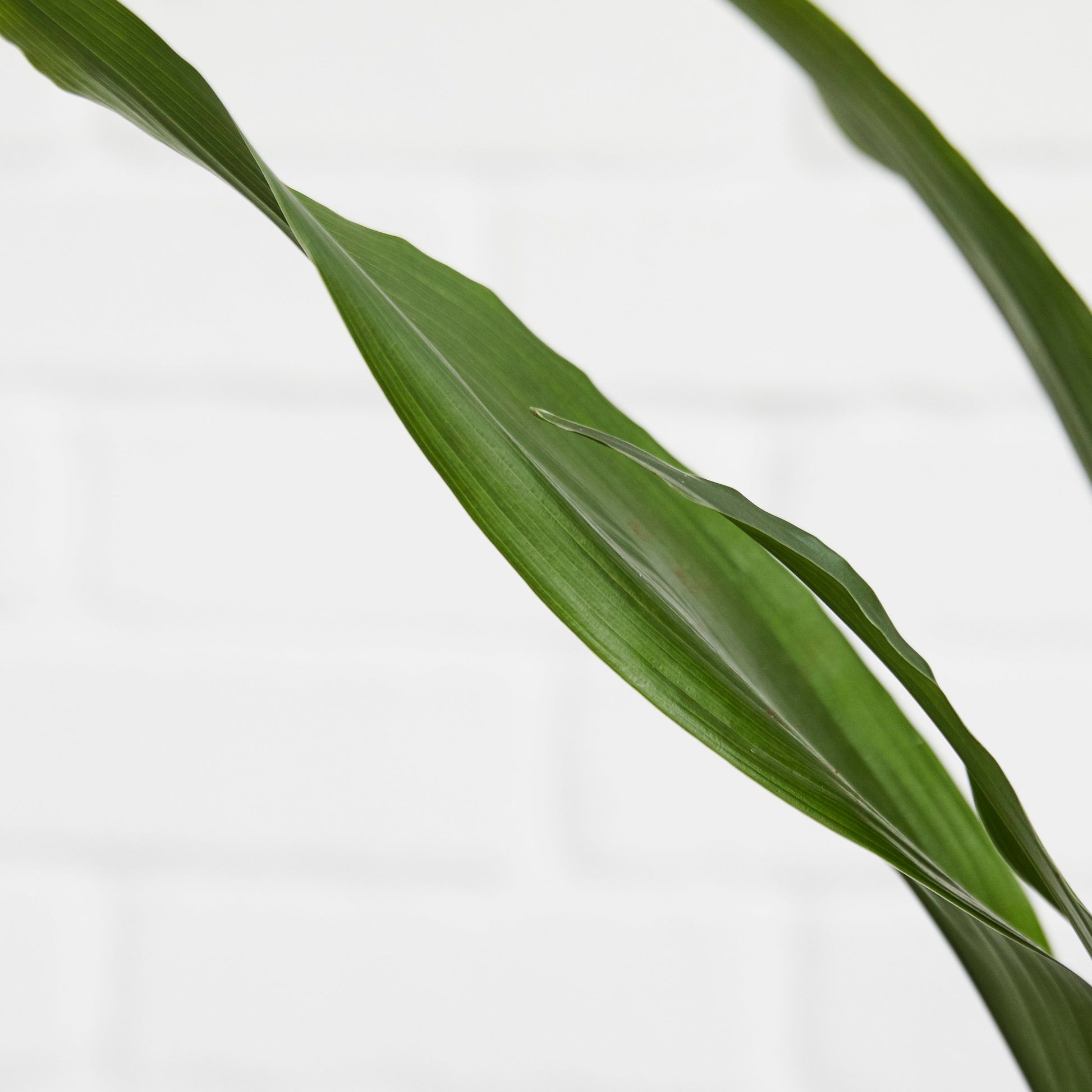 Aspidistra