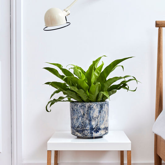 Asplenium Antiquum