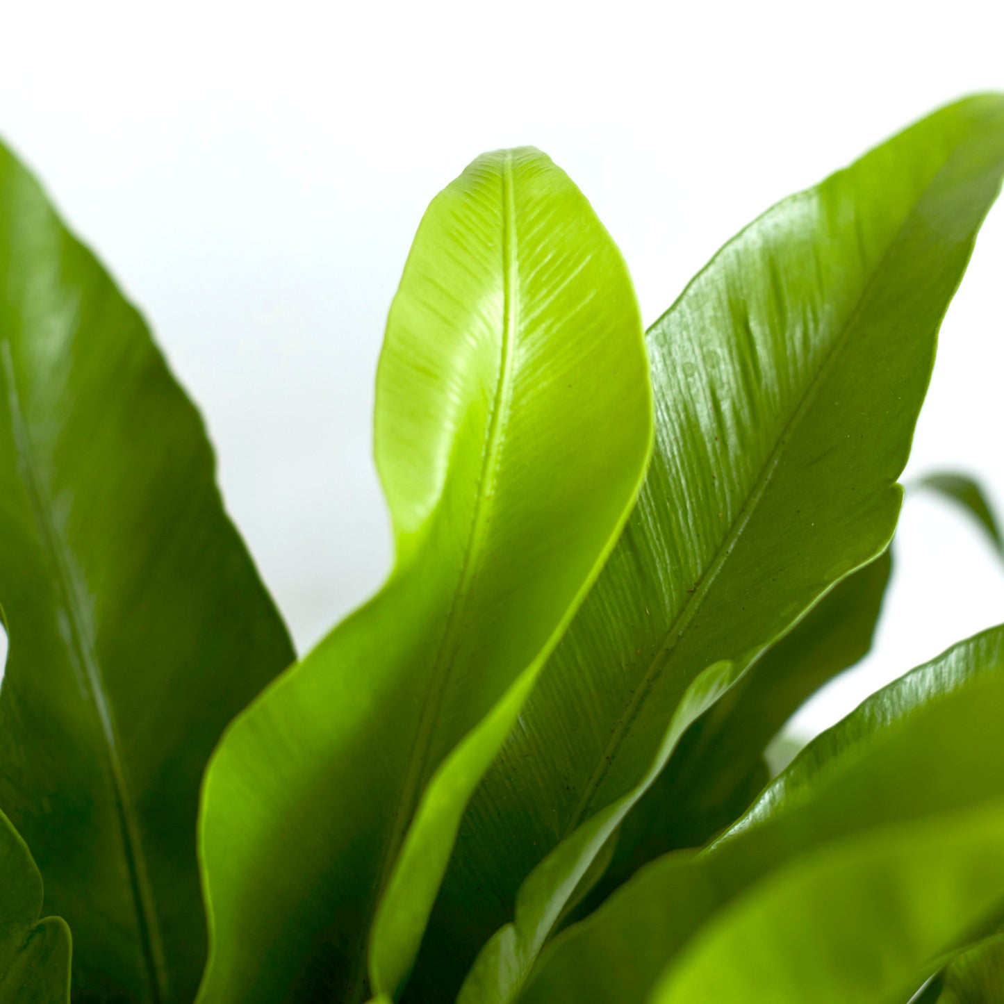 Asplenium Antiquum