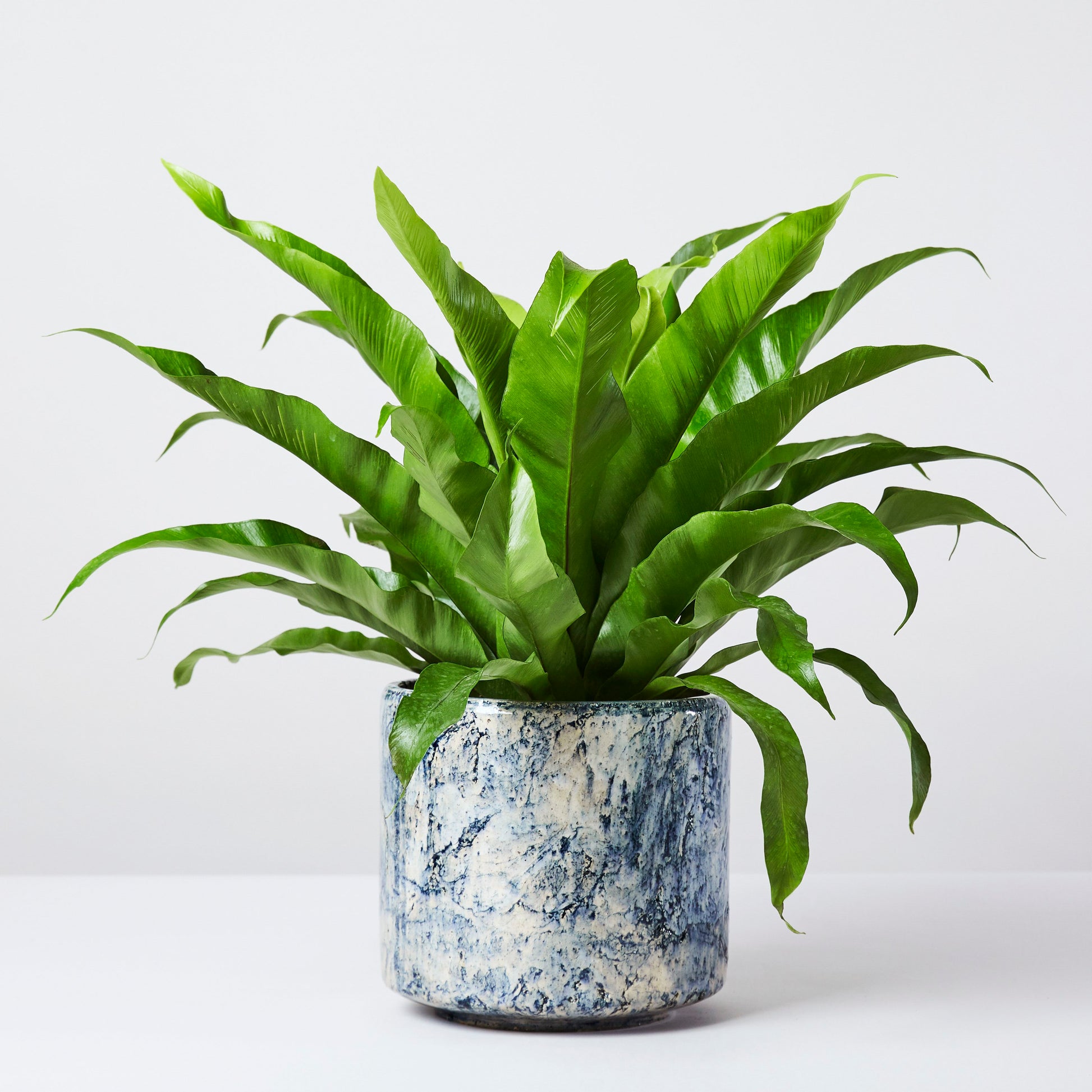 Asplenium Antiquum