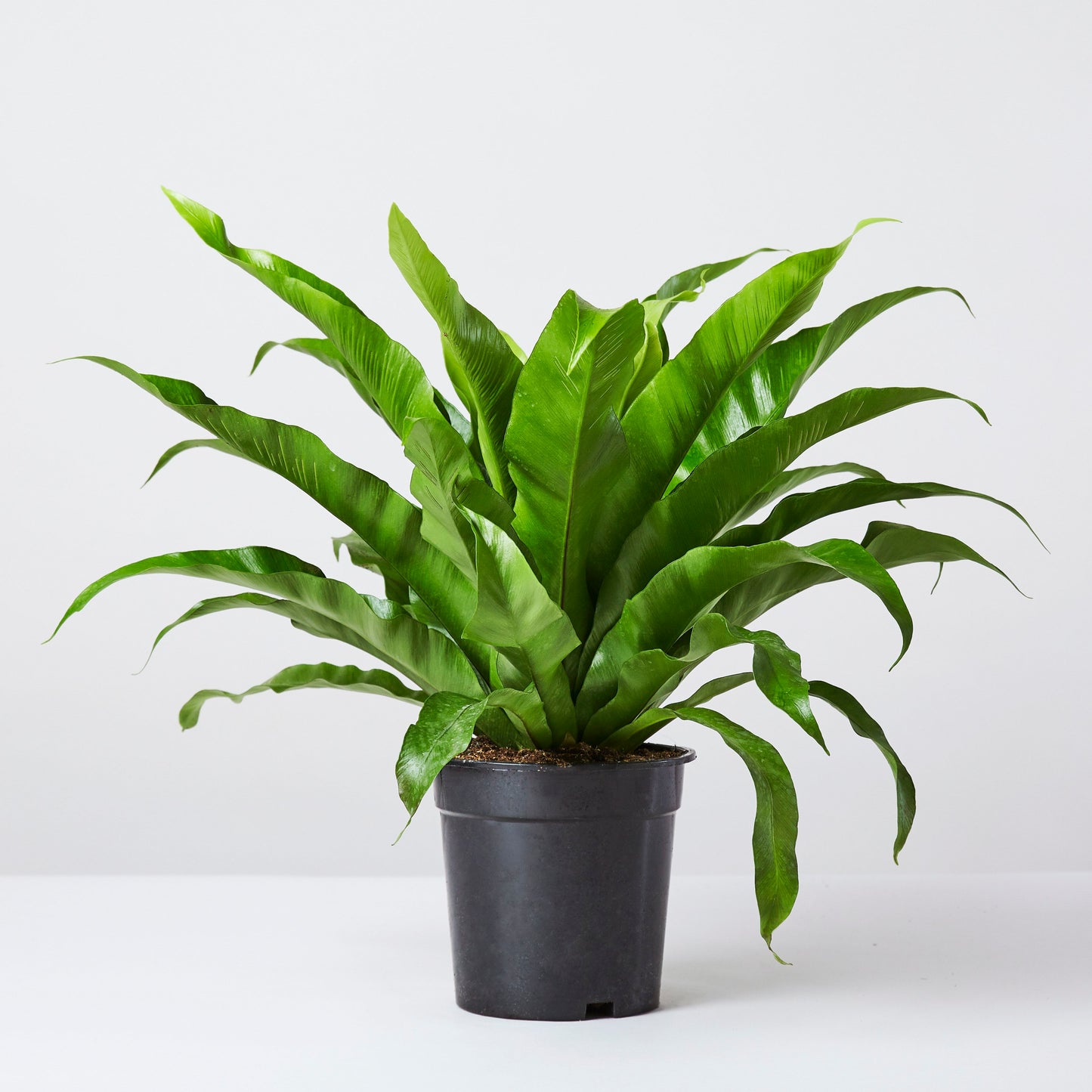 Asplenium Antiquum