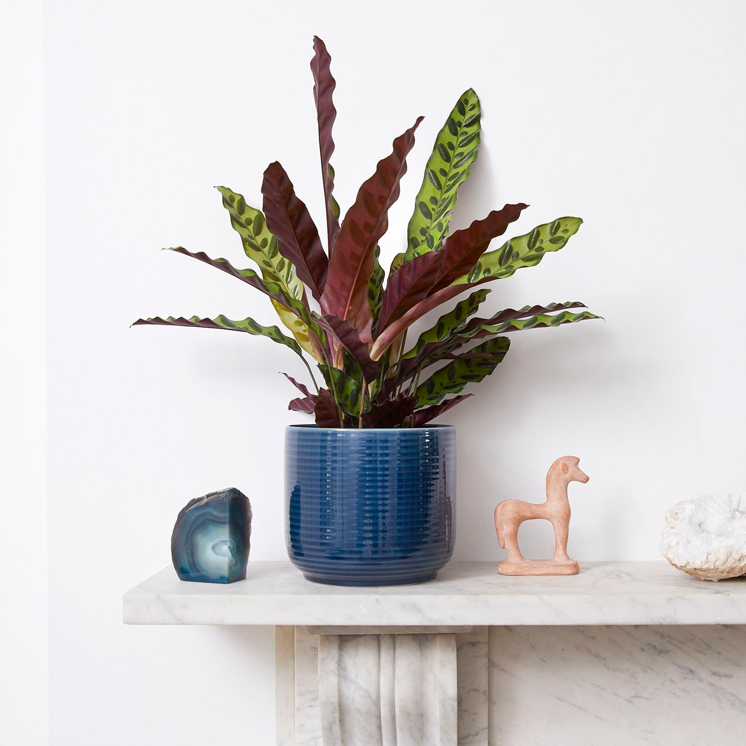 Calathea lancifolia
