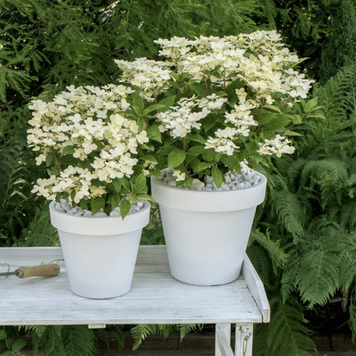 Hydrangea paniculata - light pink