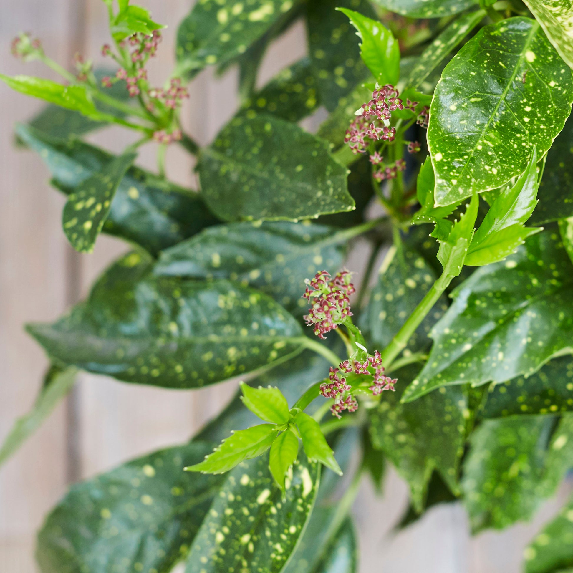 Aucuba japonica