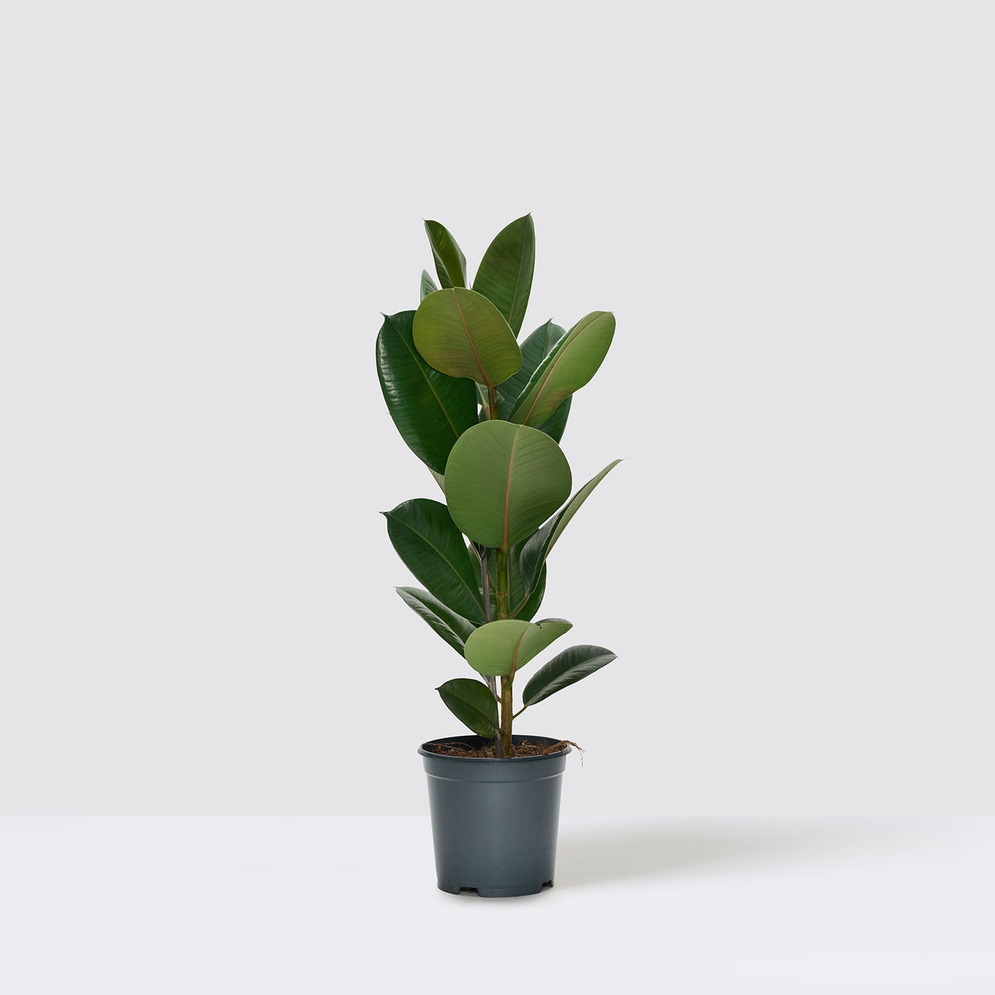 Rubber Plant | Patch Plants 