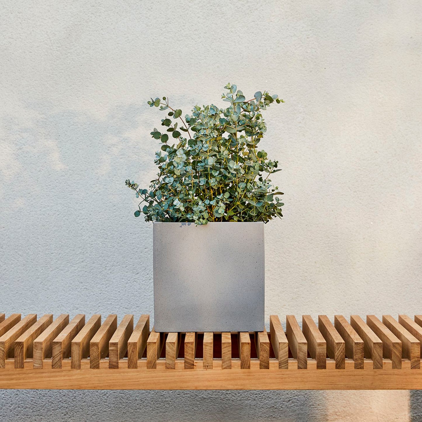 Eucalyptus Gunnii