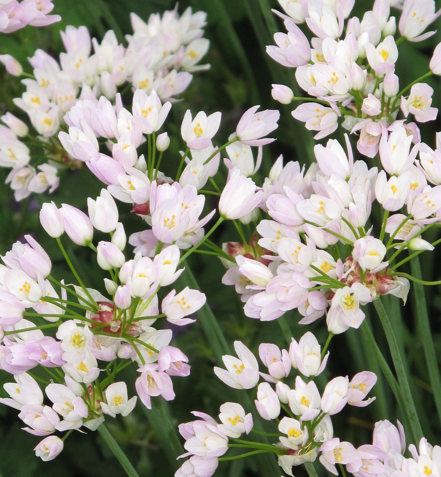 Cottage Garden spring bulbs