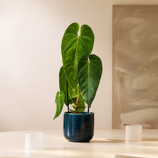 Anthurium queremalense | Patch Plants