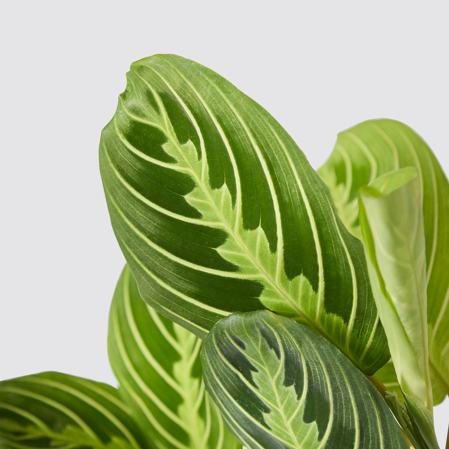 Maranta leuconeura 'Lemon Lime'
