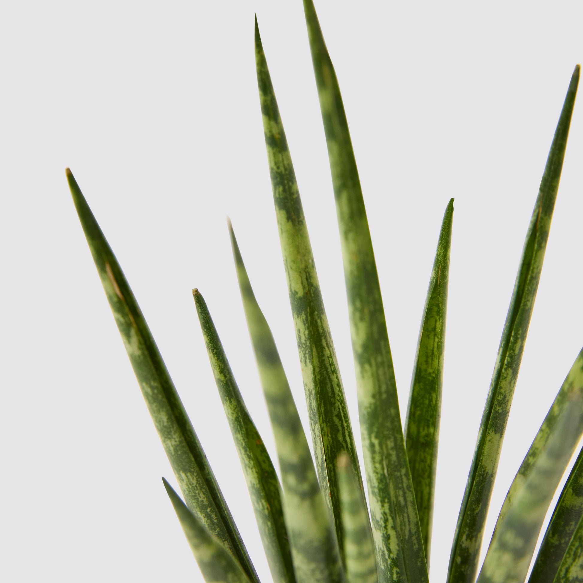 Sansevieria Mikado Fernwood