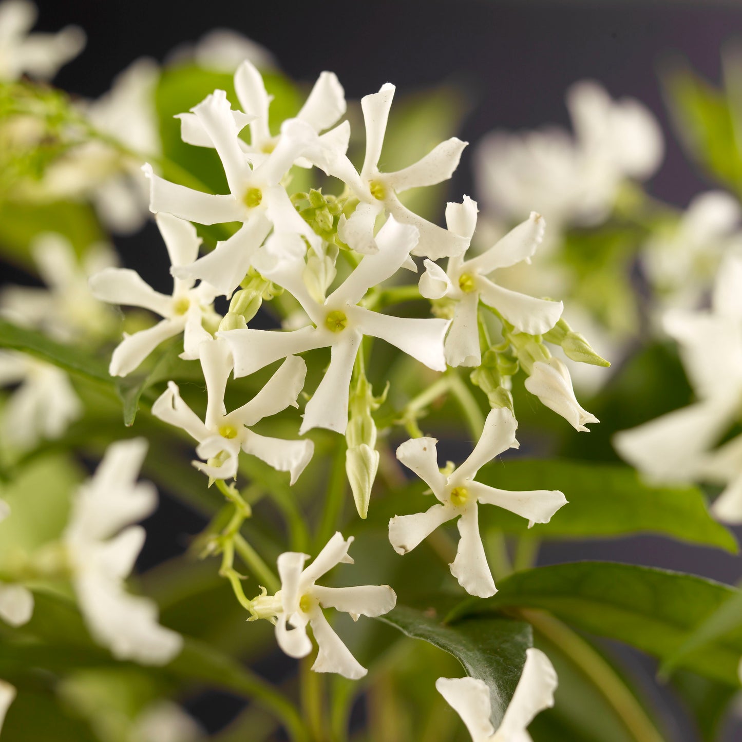 Star Jasmine