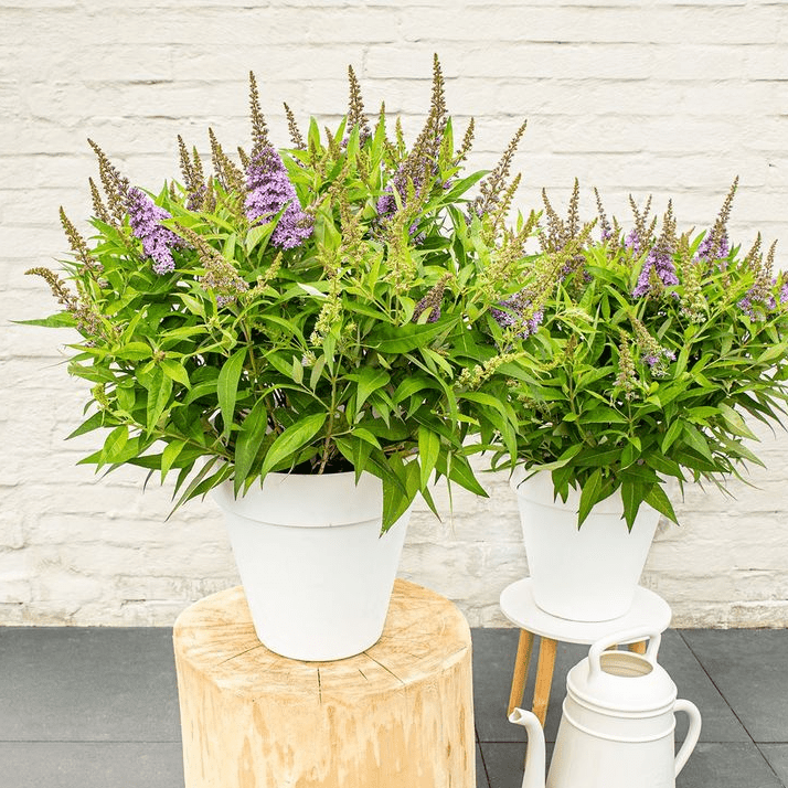 Buddleia 'Little Lila'