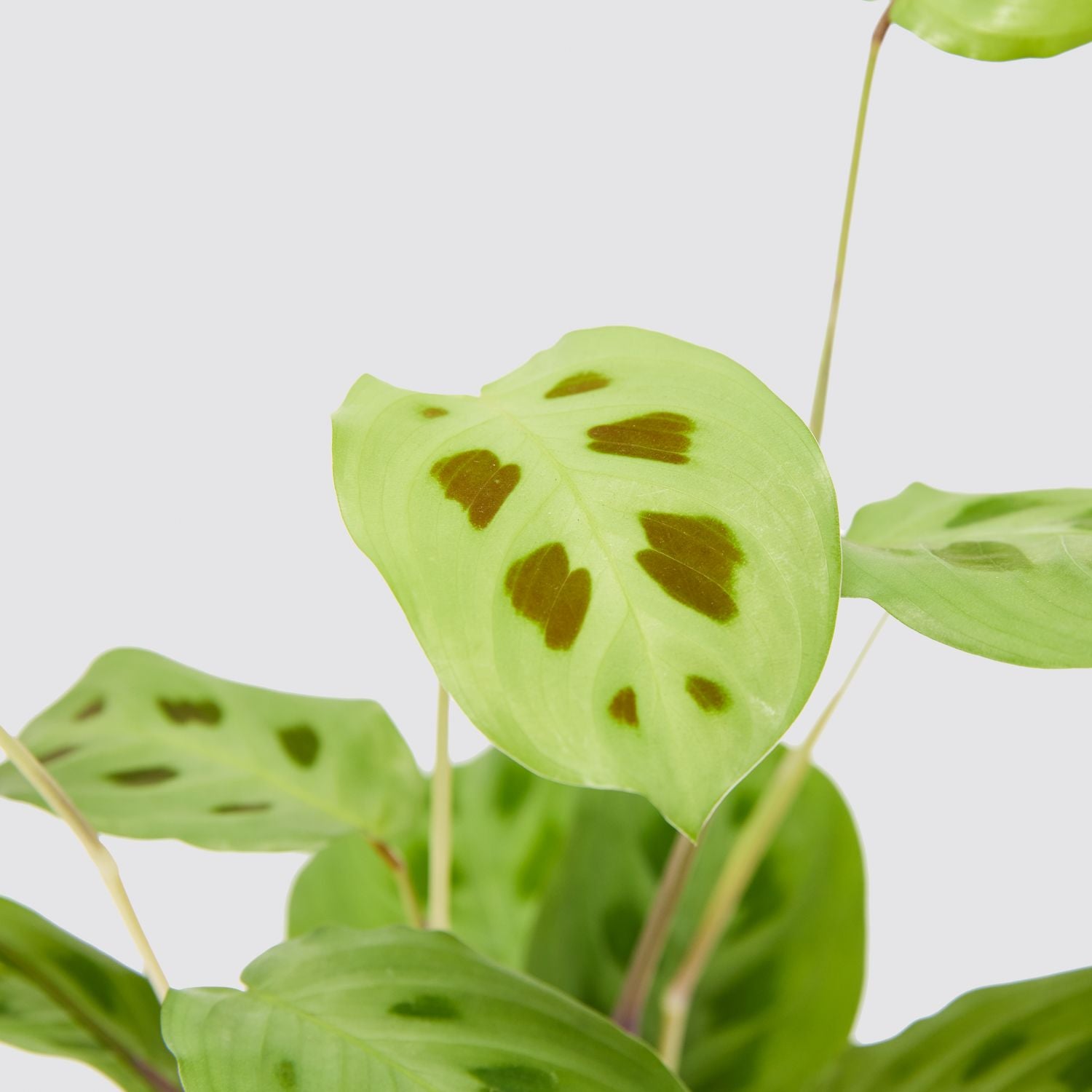 Maranta Leuconeura