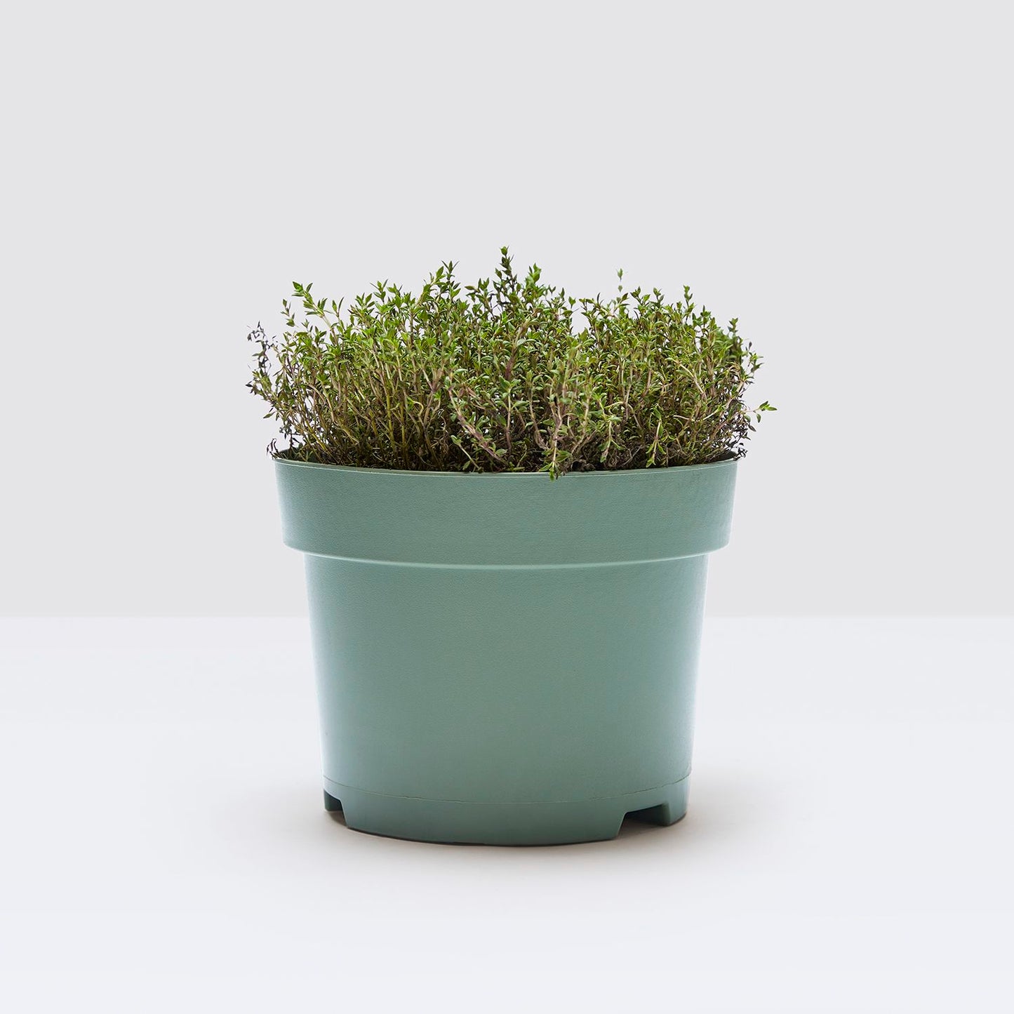 Thyme Herb