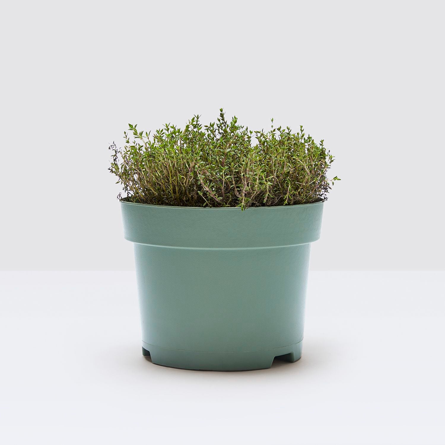 Thyme Herb
