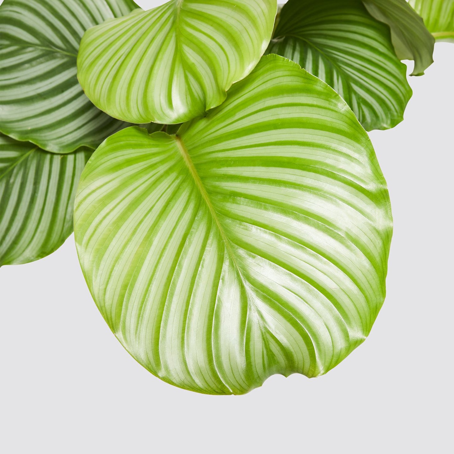 Calathea Orbifolia
