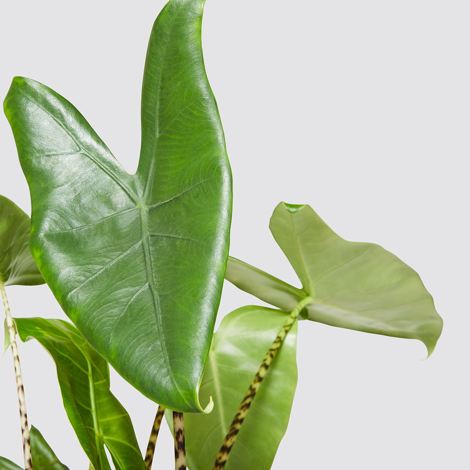 Elephant ear plant