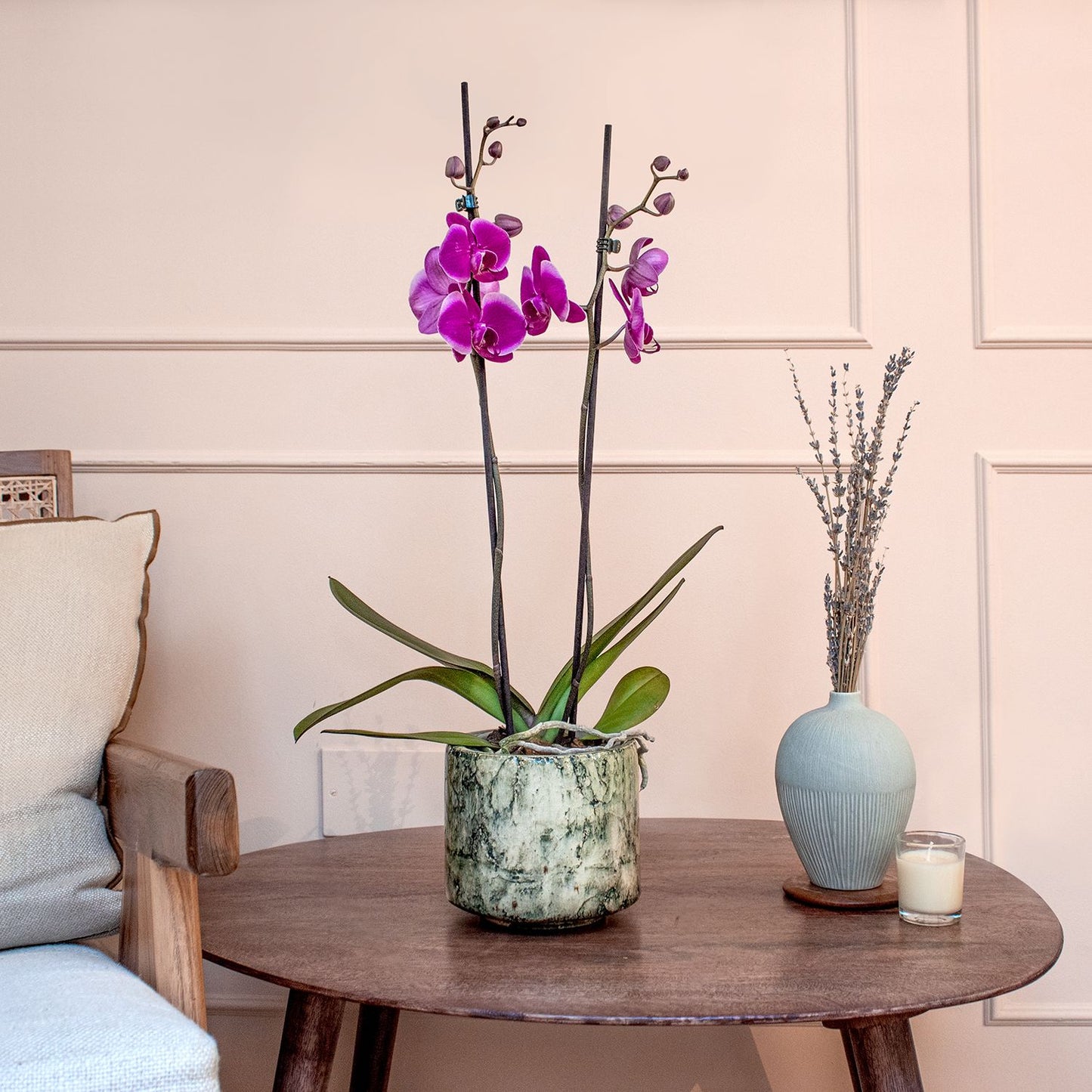 Orchid - Purple