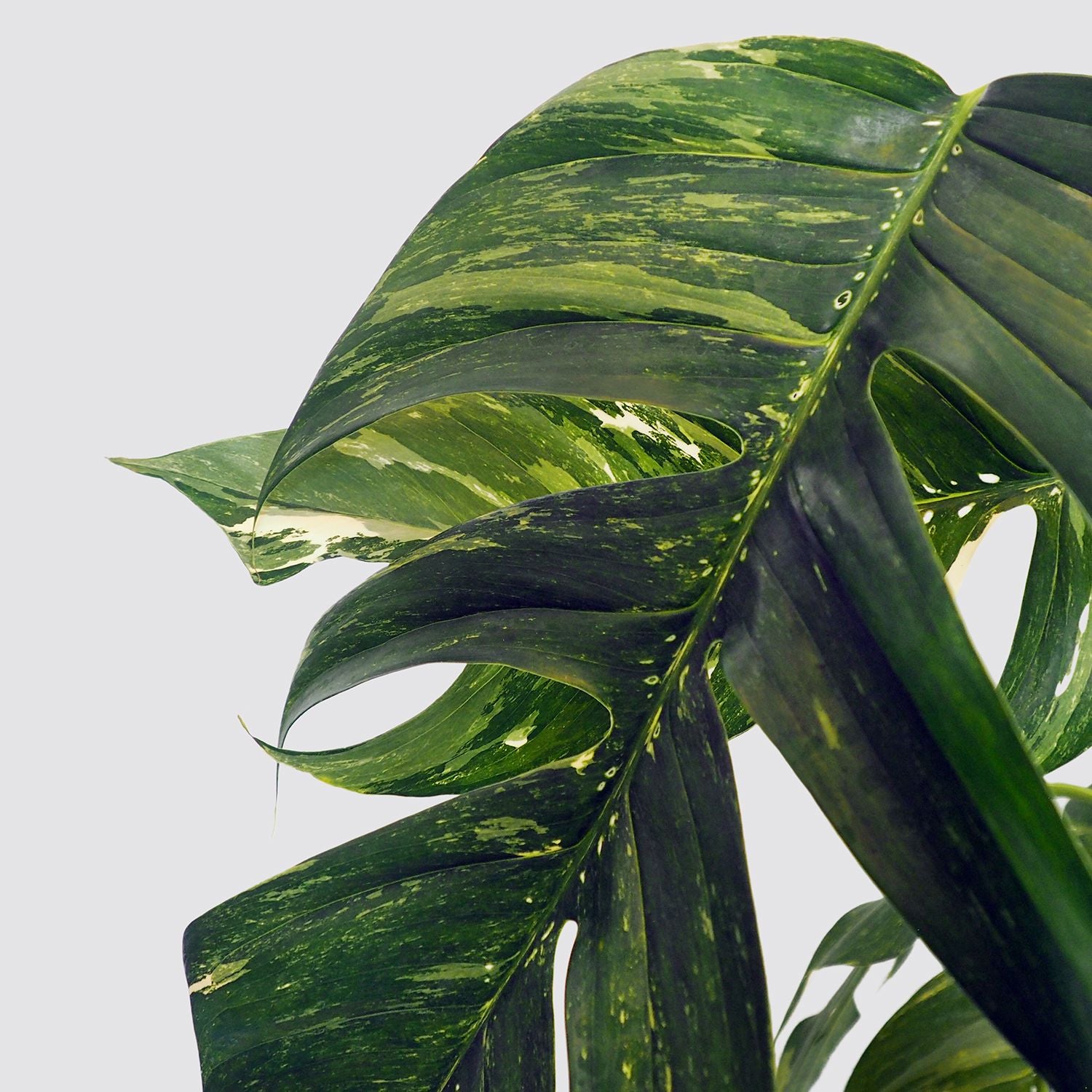 Rare variegated pothos