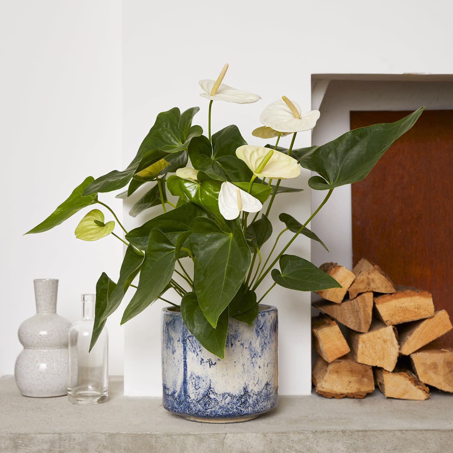 Anthurium - White