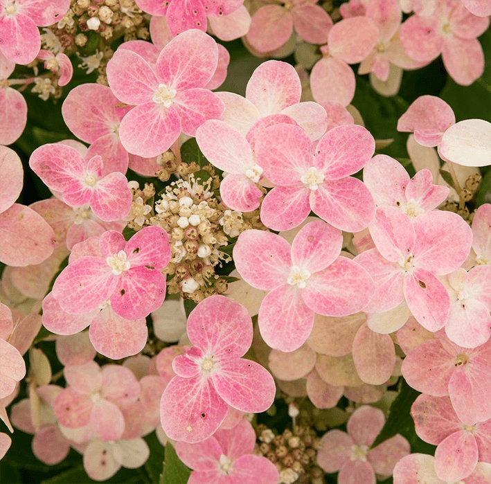 Hydrangea paniculata - light pink