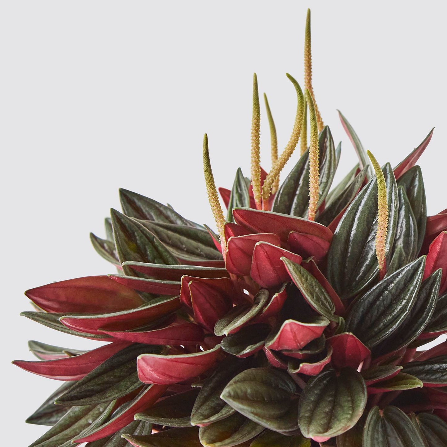 Peperomia 'Rosso'