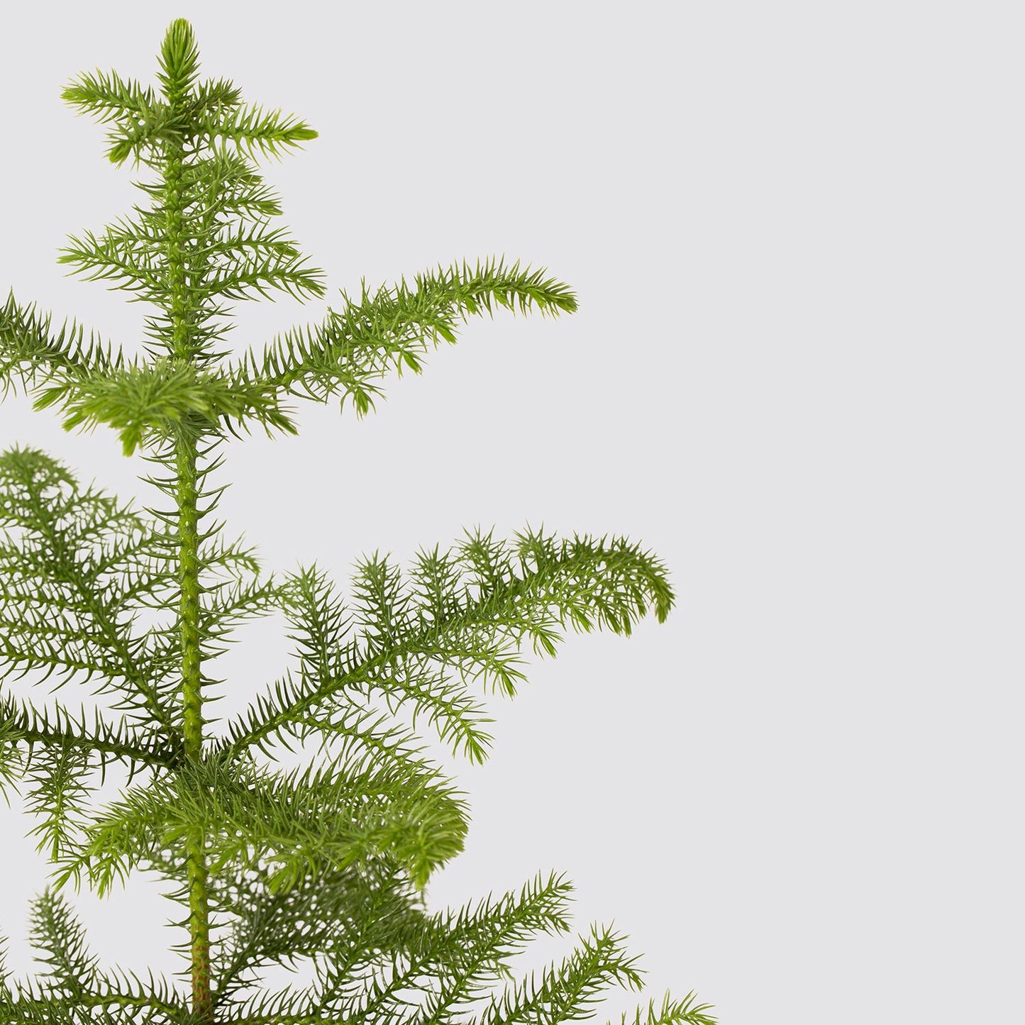 Norfolk island pine