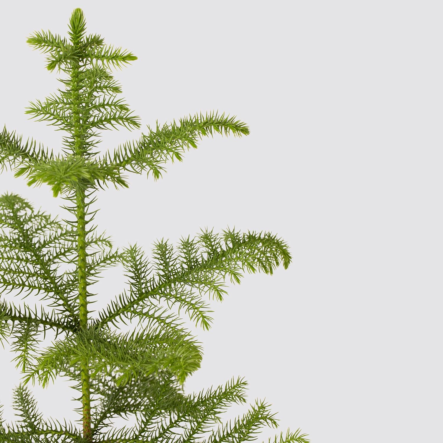 Norfolk island pine
