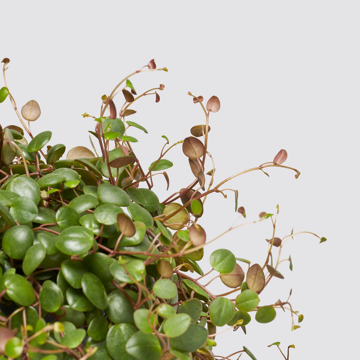 Peperomia pepperspot