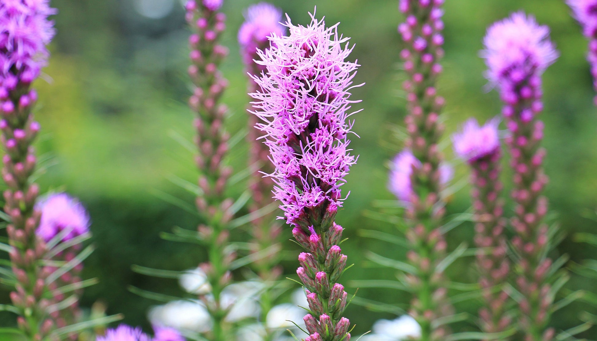 Summer flowering