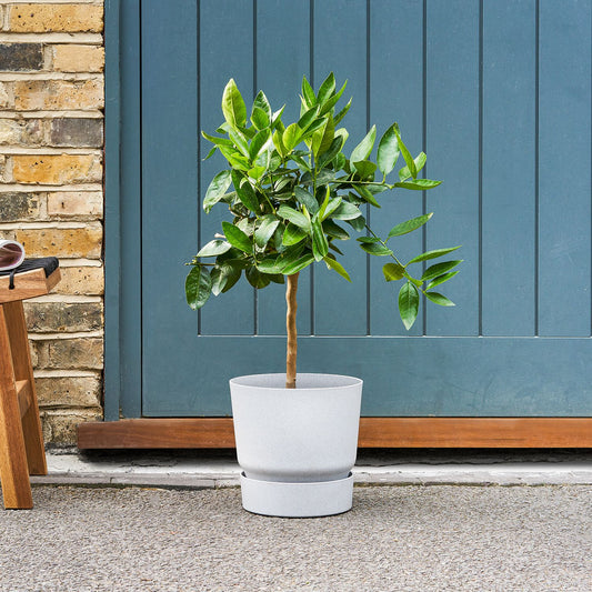 Lime tree
